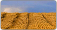 Seguros Agrcolas